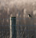 Selective focus shot of a sparrow perched on a barbed wire fence Royalty Free Stock Photo