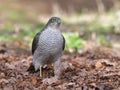 Selective focus shot of a sparrowhawk bird perched outdoors