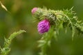 Selective focus shot of spear thistle in the nature