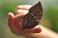 Selective focus shot of a special butterfly on child hand