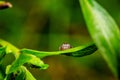 Selective focus shot of a spider with many eyes on a green leaf surface