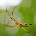 Selective focus shot of a spider from Tianmu mountain in Hangzhou China