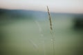 Selective focus shot of a spikelet of grass