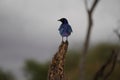 Selective focus shot of a splendid starling bird perched on a tree branch Royalty Free Stock Photo