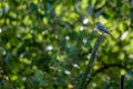 Selective focus shot of a spotted flycatcher bird perched on tree branch in the daylight Royalty Free Stock Photo
