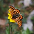 Selective focus shot of a Spotted fritillary butterfly on a yellow flower Royalty Free Stock Photo