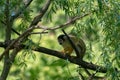 Selective focus shot of a squirrel monkey on tree branch Royalty Free Stock Photo