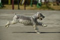 Selective focus shot of a standard schnauzer running on the ground