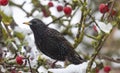 Selective focus shot of a starling perched on a snowy tree branch Royalty Free Stock Photo