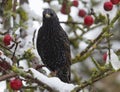 Selective focus shot of a starling perched on a snowy tree branch Royalty Free Stock Photo