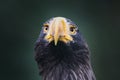 Selective focus shot of a Steller's sea eagle in front of a blurry background Royalty Free Stock Photo