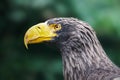 Selective focus shot of a Steller's sea eagle in front of a blurry background Royalty Free Stock Photo