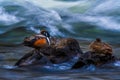 Selective focus shot of stone birds on rocks in the water