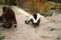 Selective focus shot of a striped skunk walking around Royalty Free Stock Photo