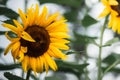 Selective focus shot of a sunflower with a small bee on its seeds, in the sunflower field Royalty Free Stock Photo