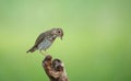 Selective focus shot of swainson's thrush perched on a twig Royalty Free Stock Photo