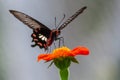 Selective focus shot of a swallowtail butterfly on orange-petaled flower with a blurred background Royalty Free Stock Photo