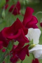 Selective focus shot of sweet pea flowers blooming in the garden with blur background Royalty Free Stock Photo