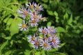 Selective focus shot of Symphyotrichum puniceum flowers under the sunlight in a park Royalty Free Stock Photo