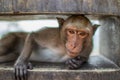 Selective focus shot of a Thai Primate Monkey with a funny face in Thailand Royalty Free Stock Photo