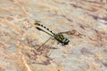 Selective focus shot of tiger dragonfly on a stone Royalty Free Stock Photo