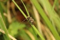 Selective focus shot of a Timberman beetle on the grass Royalty Free Stock Photo