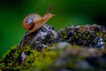Selective focus shot of a tiny brown snail on a mossy rock