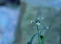 Selective focus shot of a tiny white flower with a blurred background Royalty Free Stock Photo
