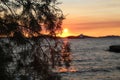 Selective focus shot of a tree on the background of a beautiful sunset over the sea Royalty Free Stock Photo