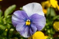 Selective focus shot of a tricolor Violet