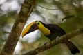 Selective focus shot of a tropical toucan bird perched on a branch