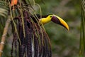 Selective focus shot of a tropical toucan bird perched on a branch