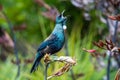 Selective focus shot of tui (prosthemadera novaeseelandiae) Royalty Free Stock Photo