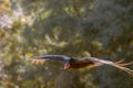 Selective focus shot of a turkey vulture in flight Royalty Free Stock Photo