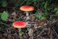Selective focus shot of two Amanita Muscaria mushrooms in Thornecombe Woods, Dorchester, Dorset, UK
