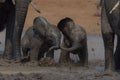 Selective focus shot of two baby elephants playing around in the mud Royalty Free Stock Photo
