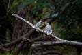 Selective focus shot of two birds perched on branch in the forest Royalty Free Stock Photo