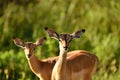 Selective focus shot of two cute deer in the middle of the African jungles