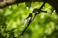 Selective focus shot of two cute great tit birds perched on a branch Royalty Free Stock Photo