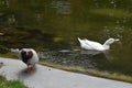 Selective focus shot of two ducks on the river Royalty Free Stock Photo