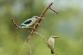 Selective focus shot of two exotic red beaked birds on a small branch