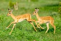 Selective focus shot of two gazelles running around on a grass-covered field Royalty Free Stock Photo