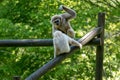 Selective focus shot of two gibbon monkeys on the logs in nature Royalty Free Stock Photo