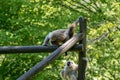 Selective focus shot of two gibbon monkeys on the logs in nature Royalty Free Stock Photo
