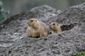 Selective focus shot of two gophers near a big hole