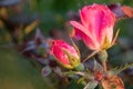 Selective focus shot of two half blossomed wild pink roses