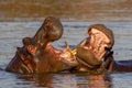 Selective focus shot of two hippopotamuses fighting in the middle of a lake Royalty Free Stock Photo