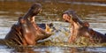 Selective focus shot of two hippopotamuses fighting in the middle of a lake Royalty Free Stock Photo