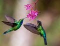 Selective focus shot of two hummingbirds collecting nectar from pink flowers