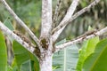 Selective focus shot of two iguanas resting on tree in Costa Rica Royalty Free Stock Photo